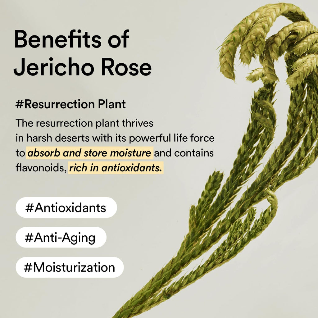 Abib Jericho Trial Kit – Travel-Ready Korean Skincare (Toner Pads, Cream, Serum) Beige