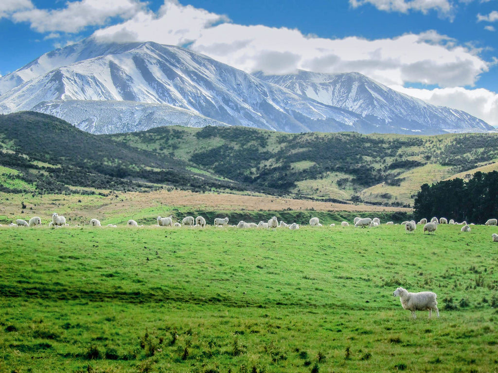 Antler Farms - 100% Pure New Zealand Lanolin (100g) | Skin Moisturizer and Protectant