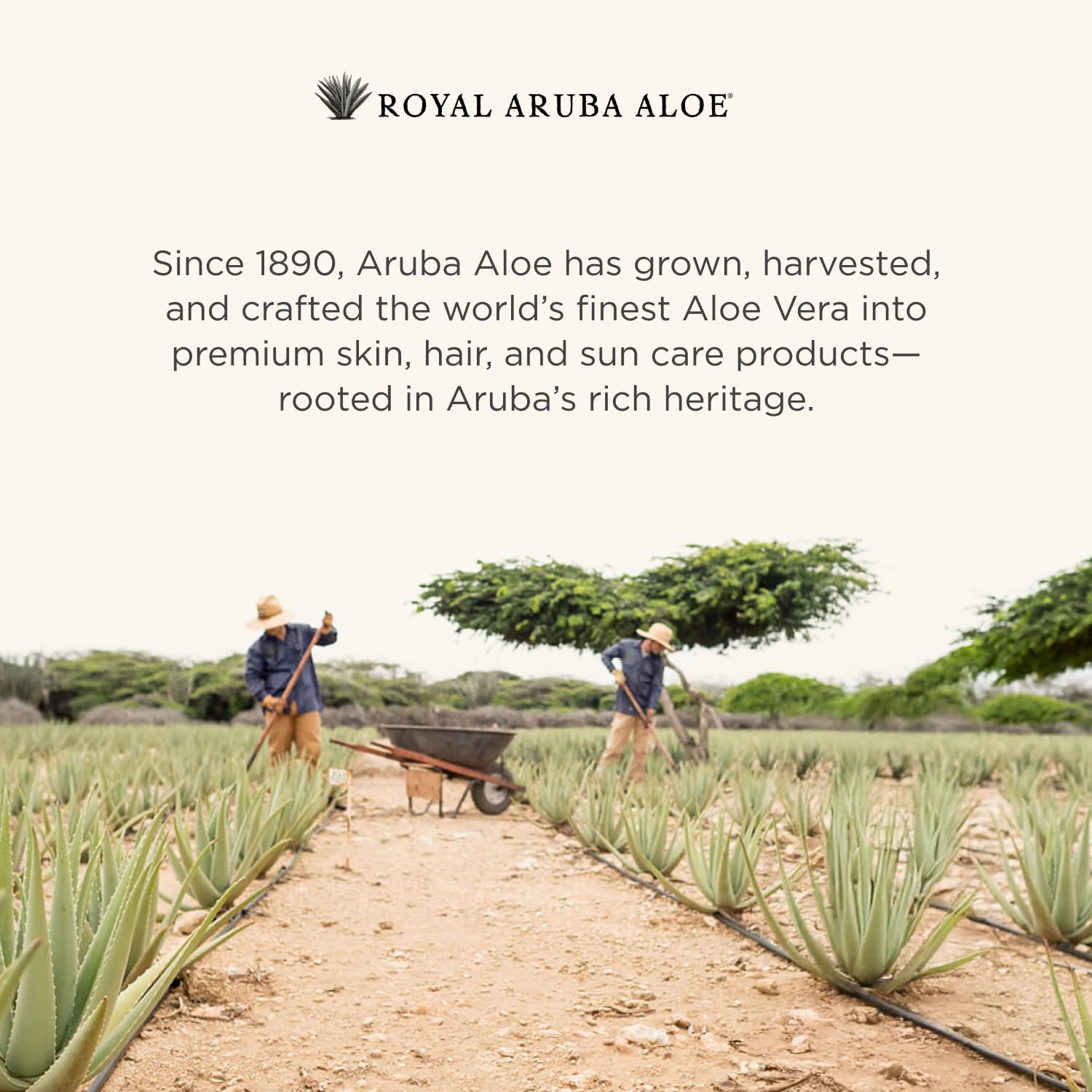 Aruba Aloe After-Sun Skin Repair Lotion – Hydrating & Soothing (2 oz Tube)