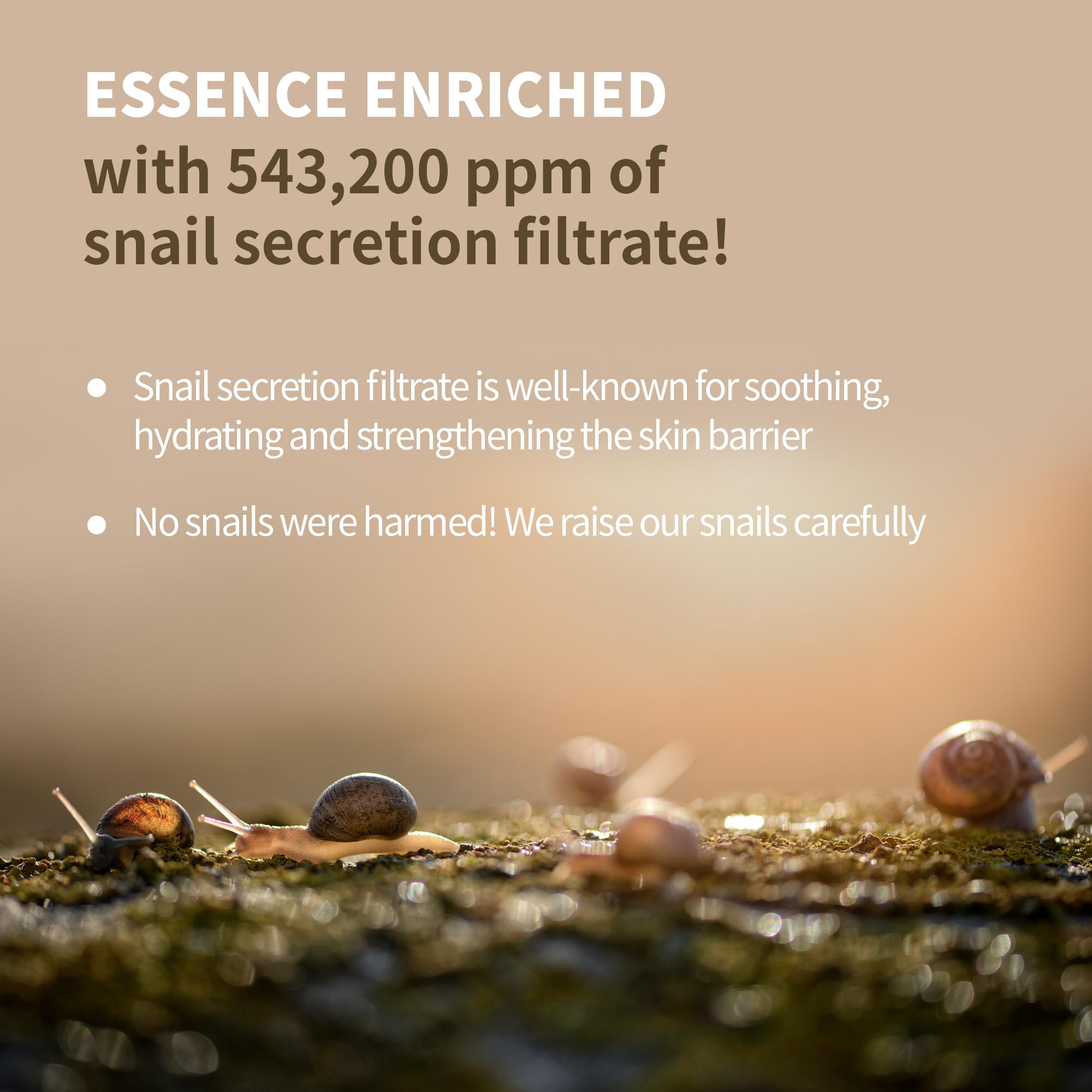 BENTON Snail Bee High Content Lotion 120ml | Hydration with Snail Mucin & Bee Venom