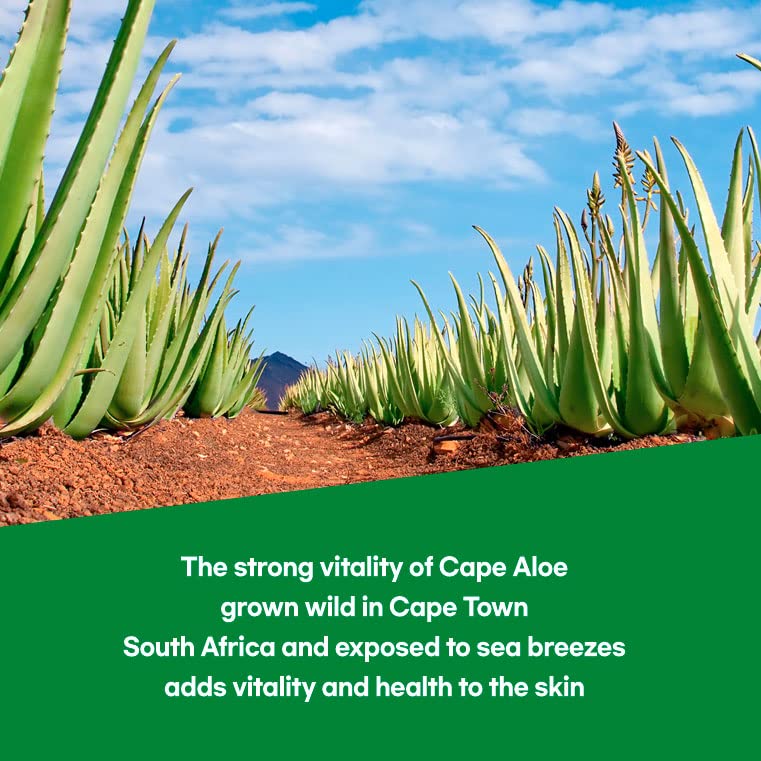 by.H Organic Aloe Vera Gel Bulk – 90 PCS (3 x 30) for Skin & Hair, Non-Greasy Moisturizer, Made in Korea