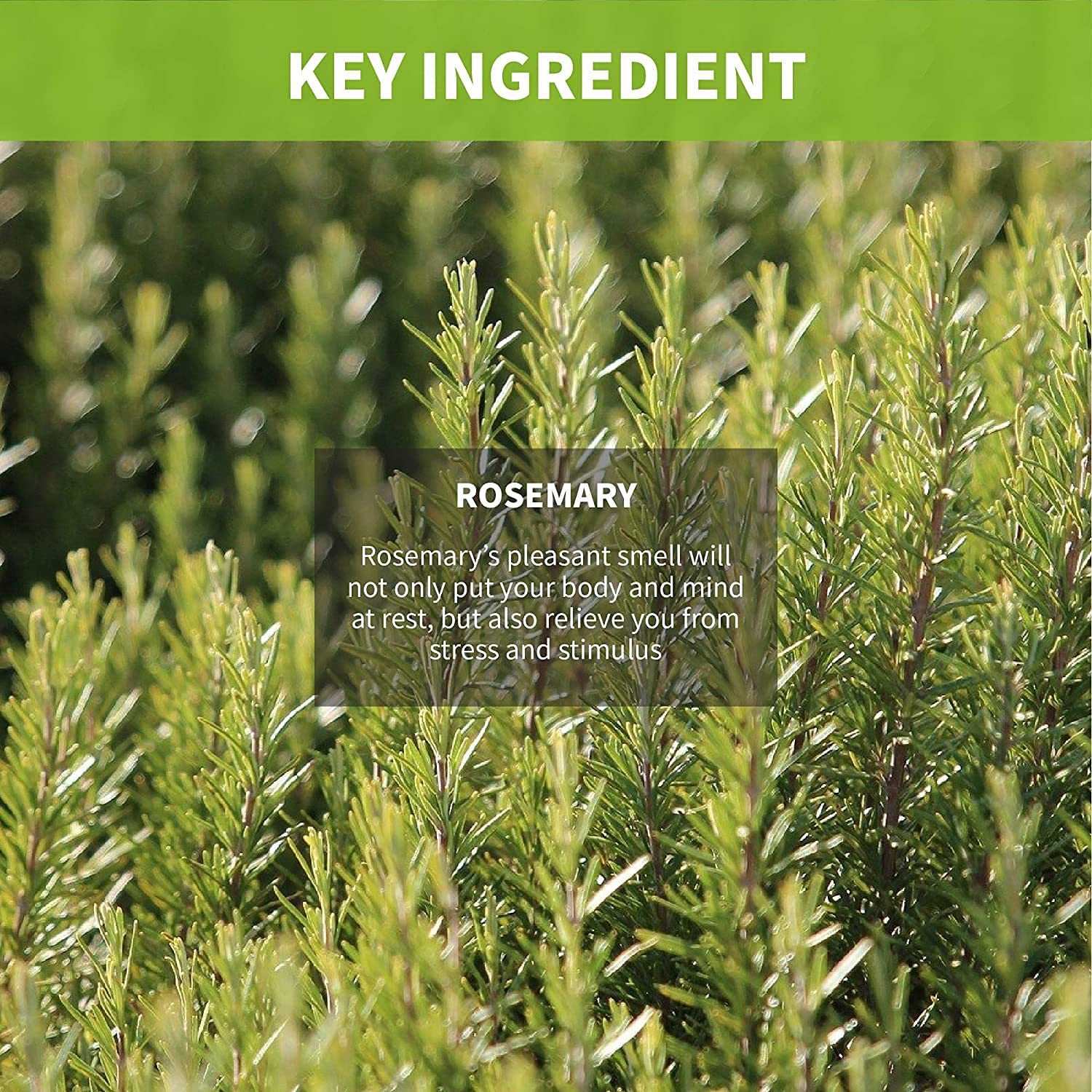Clevos Natura Foresta Rosemary Shampoo – Organic, Hypoallergenic, Sulfate-Free, EWG Verified, BDIH Certified (530ml)