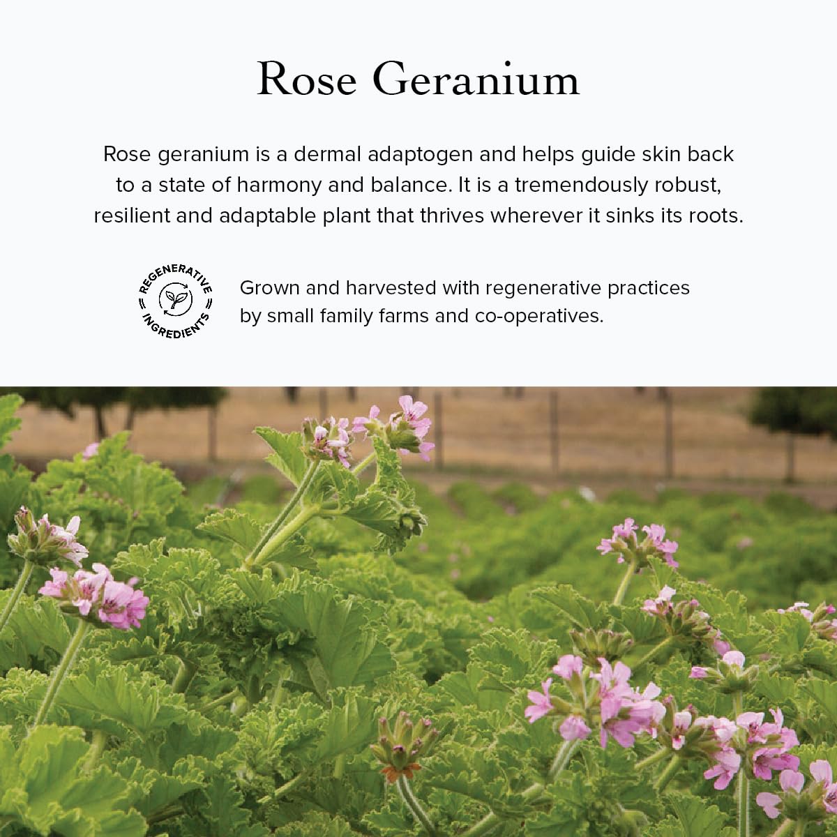 evanhealy Rose Cleansing Milk | Gentle Facial Cleanser with Distilled Hydrosols & Oils