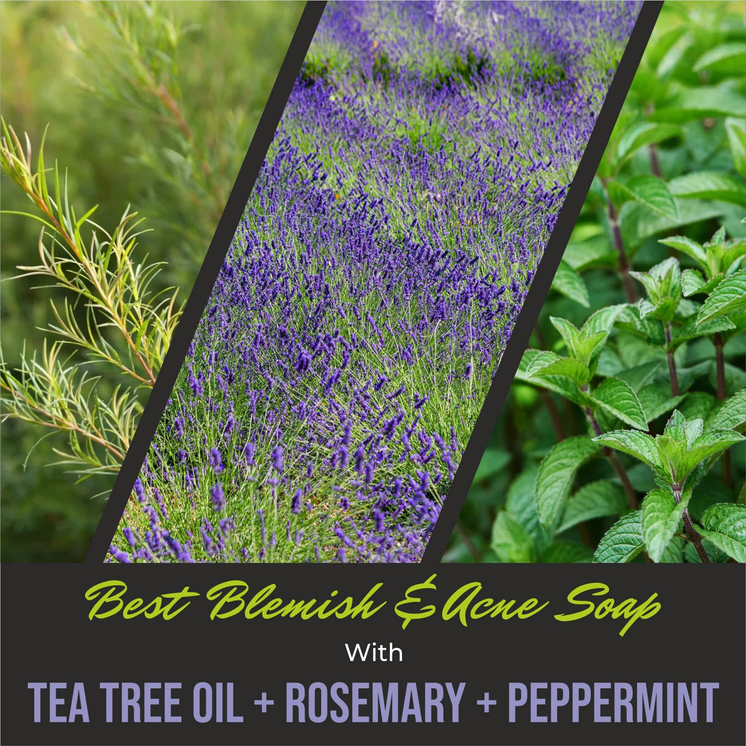 First Botany ALL Natural Body Wash – Rosemary Mint, 16 fl oz | Odor & Impurity Care for Men & Women