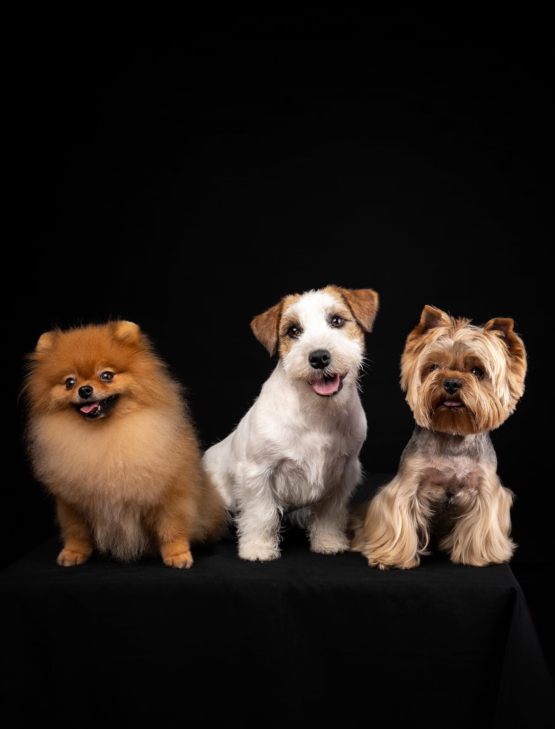 Hidratta Premium Hydrating Shampoo + Mask Kit for Dogs & Cats – Henna & Natural Oils (12.5 oz / 370 ml)