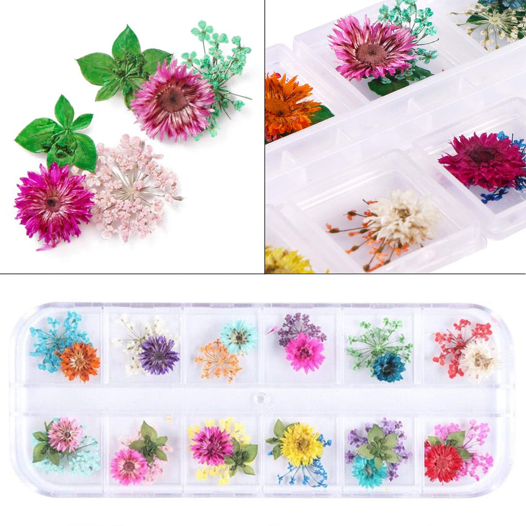 KISSBUTY 2 Boxes Dried Flowers for Nail Art – 24 Colors Mini Real Flowers (Gypsophila & Daffodil)