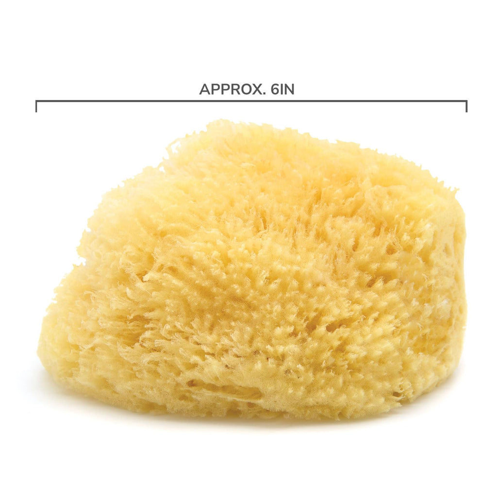 Neptune Caribbean Sea Sponge – Hand-Cut, Large (Pack of 2) | Natural Bath Sponge