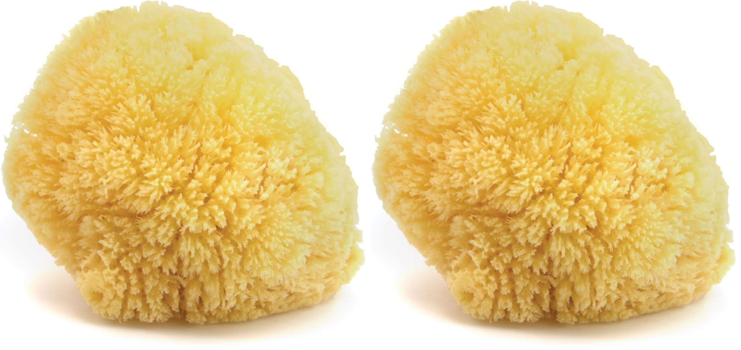 Neptune Caribbean Sea Sponge – Hand-Cut, Large (Pack of 2) | Natural Bath Sponge