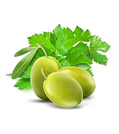 PANZERR Cucina Coriander and Olive Tree Hand Wash Refill – 33.8 oz Purifying Kitchen Soap