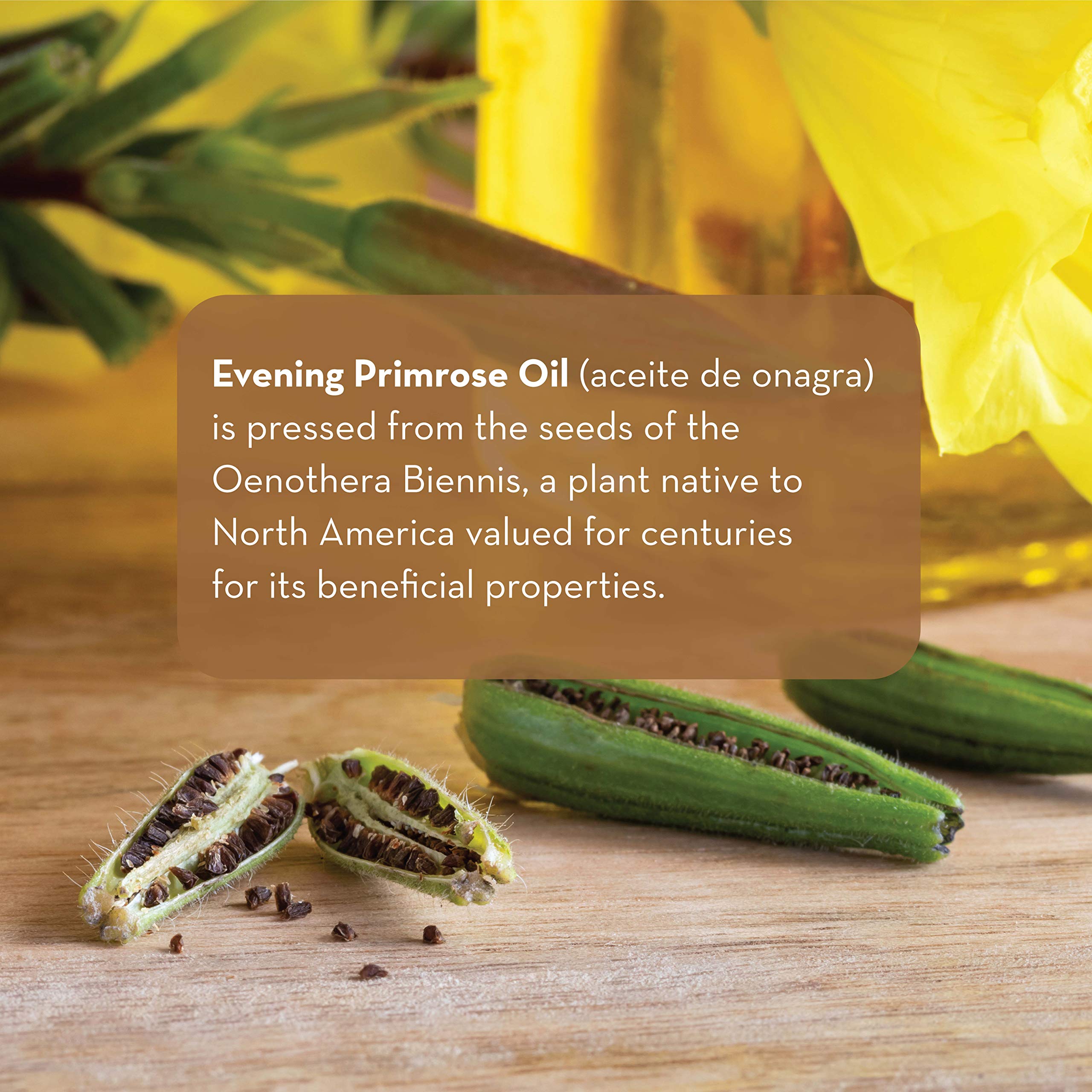 Pure Body Naturals Evening Primrose Oil – Liquid 4 oz for Skin & Hair