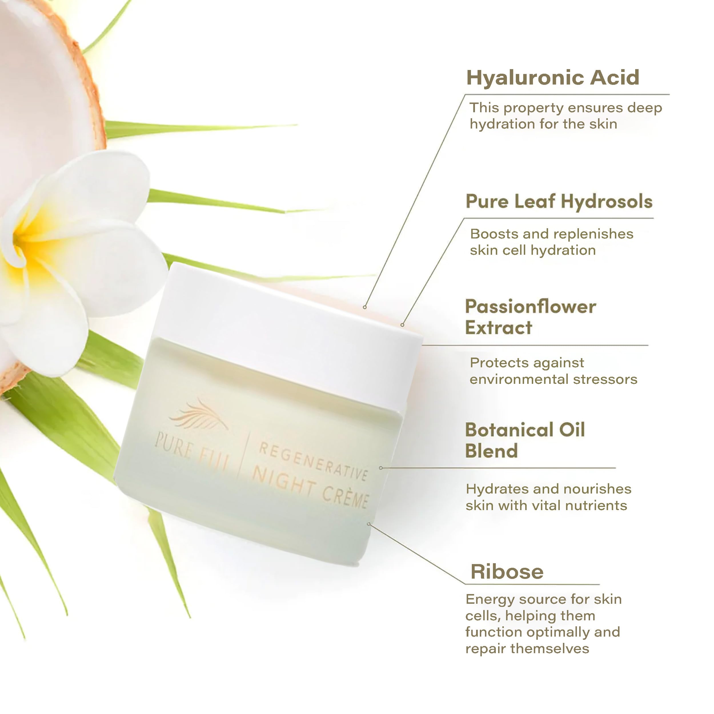 PURE FIJI Regenerative Night Cream – Anti Aging Moisturizer, Overnight Hydration & Repair (1.7 oz / 50 ml)