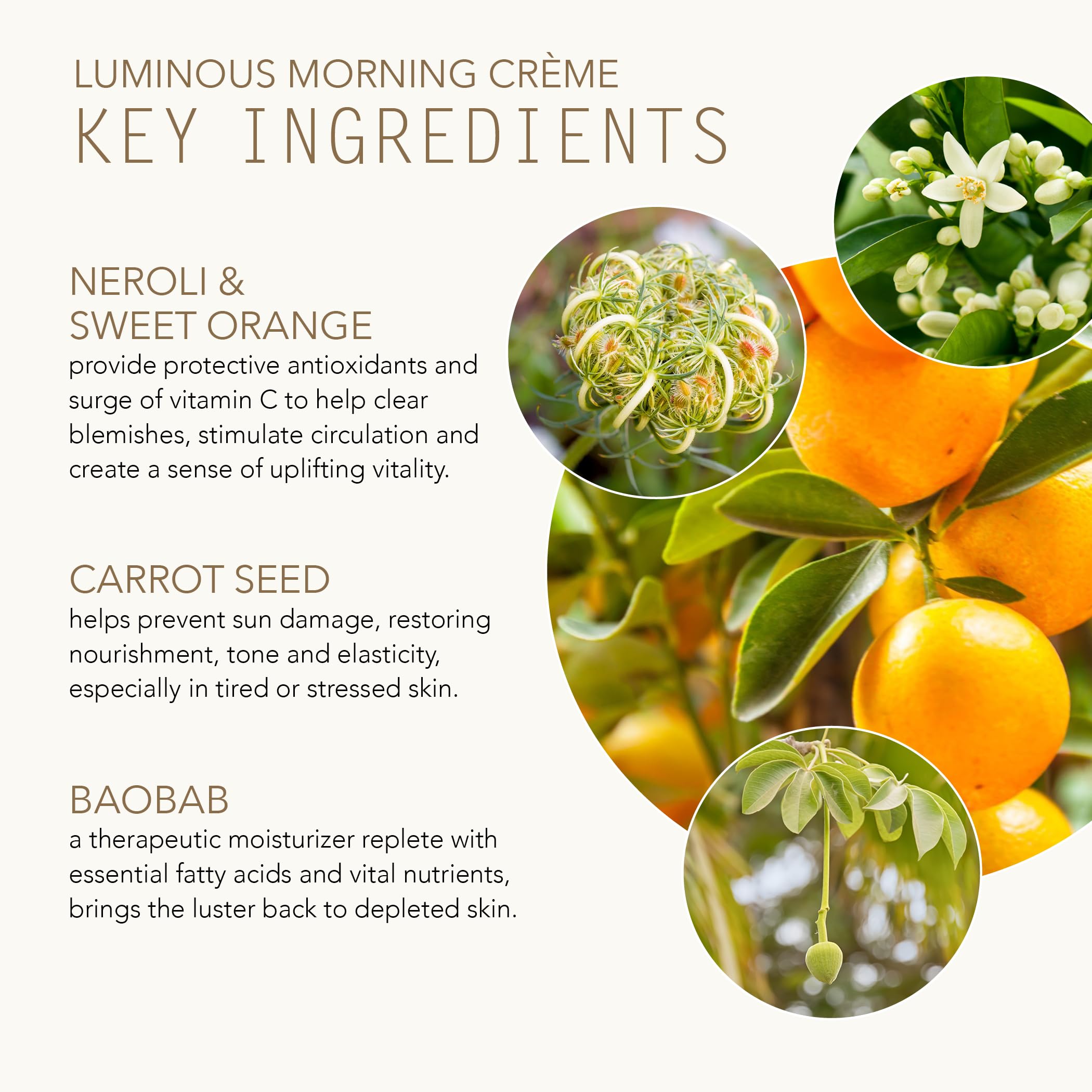 Tammy Fender Natural Luminous Morning Creme | Clean Plant-Based Day Moisturizer (2.3 oz / 65 g)