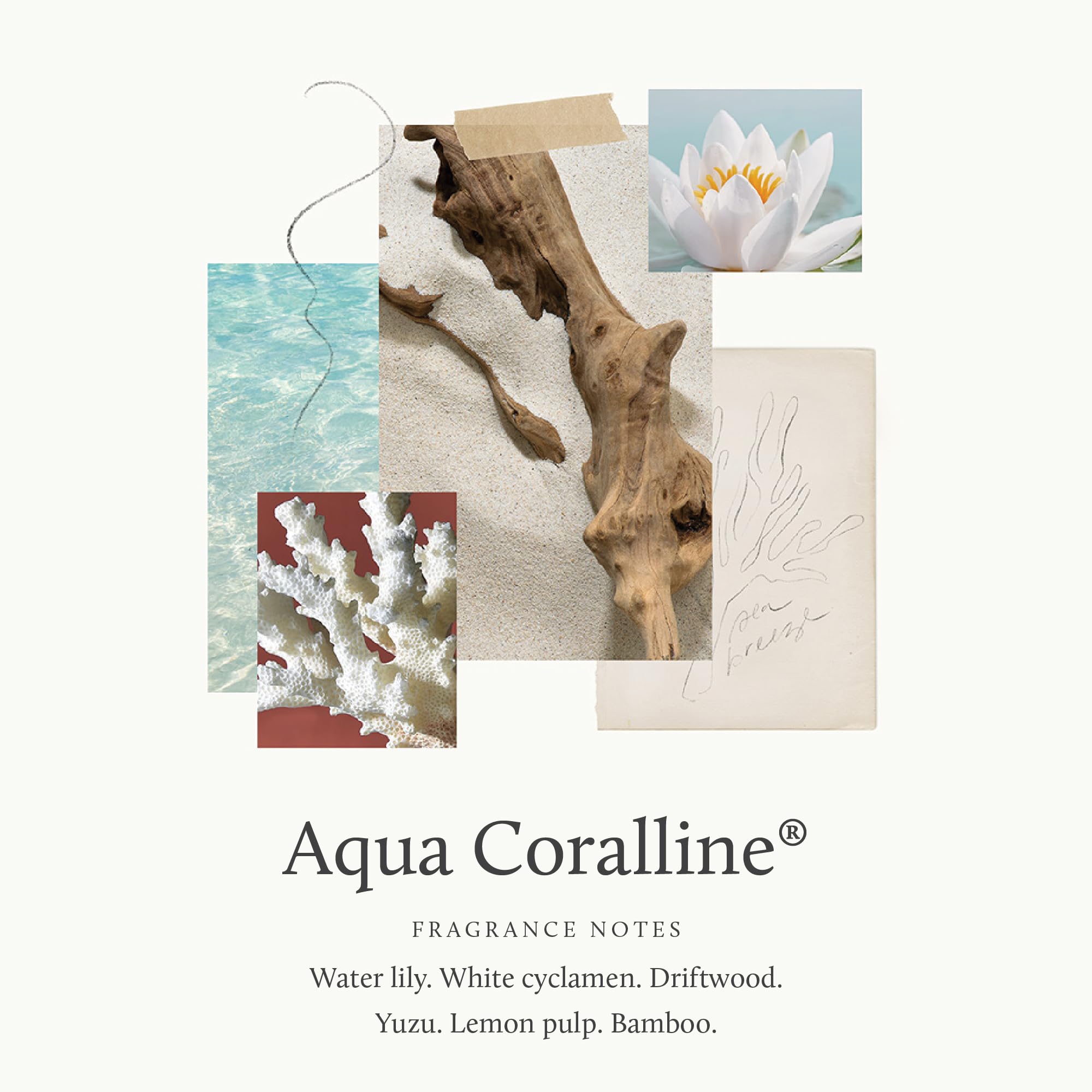 Thymes Aqua Coralline Exfoliating Body Scrub with Hyaluronate & Jojoba Beads – Hydrating, Moisturizing 7 fl oz