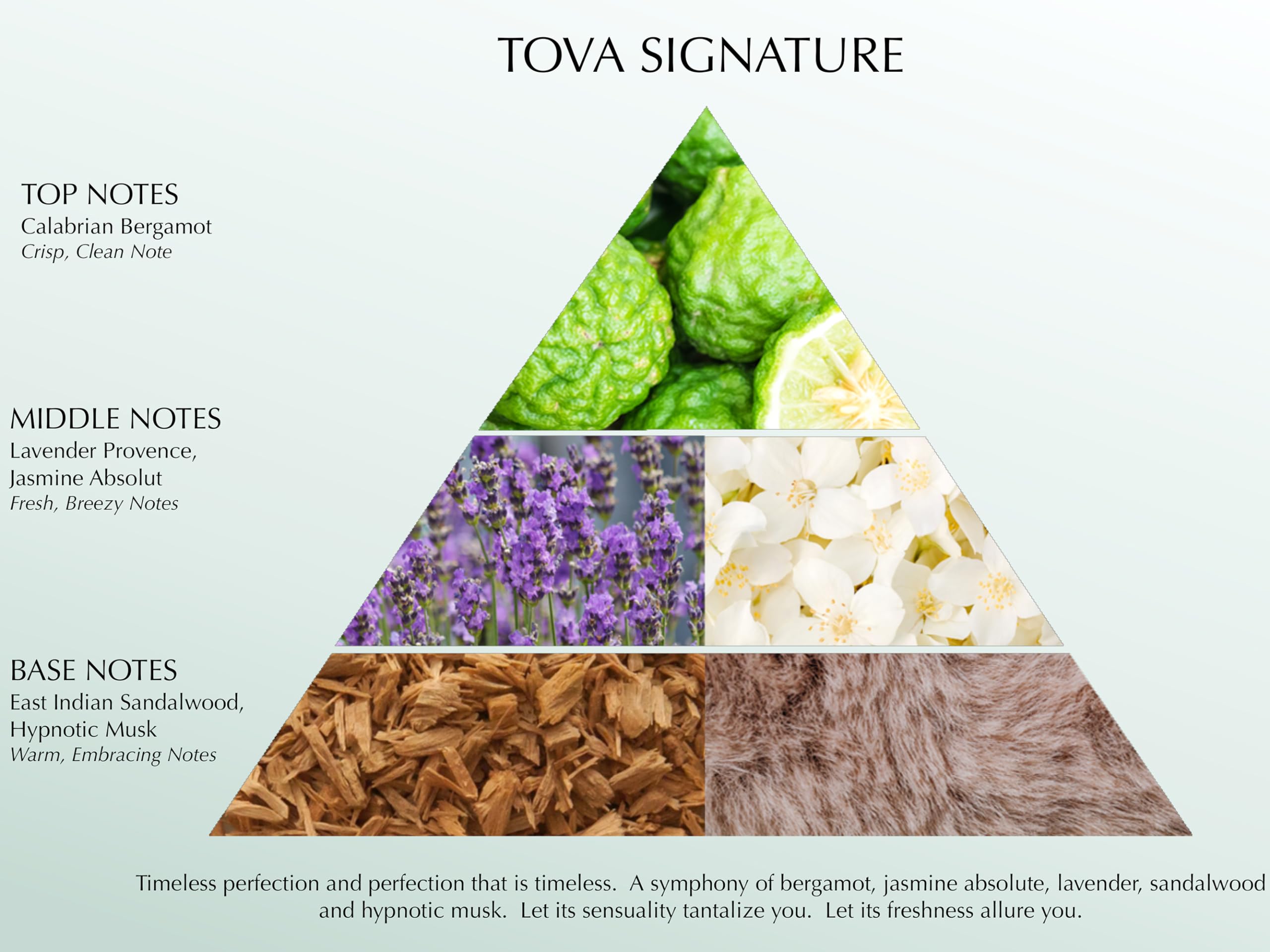 Tova Signature Body Cleanse with Pump – Moisturizing Floral Shower Gel (Cornflower & Sea Fennel) | USA-Made & Cruelty-Free | 16.9 oz